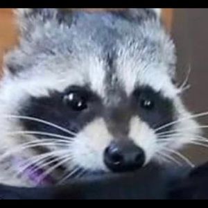 Meet your Posher, Morgan